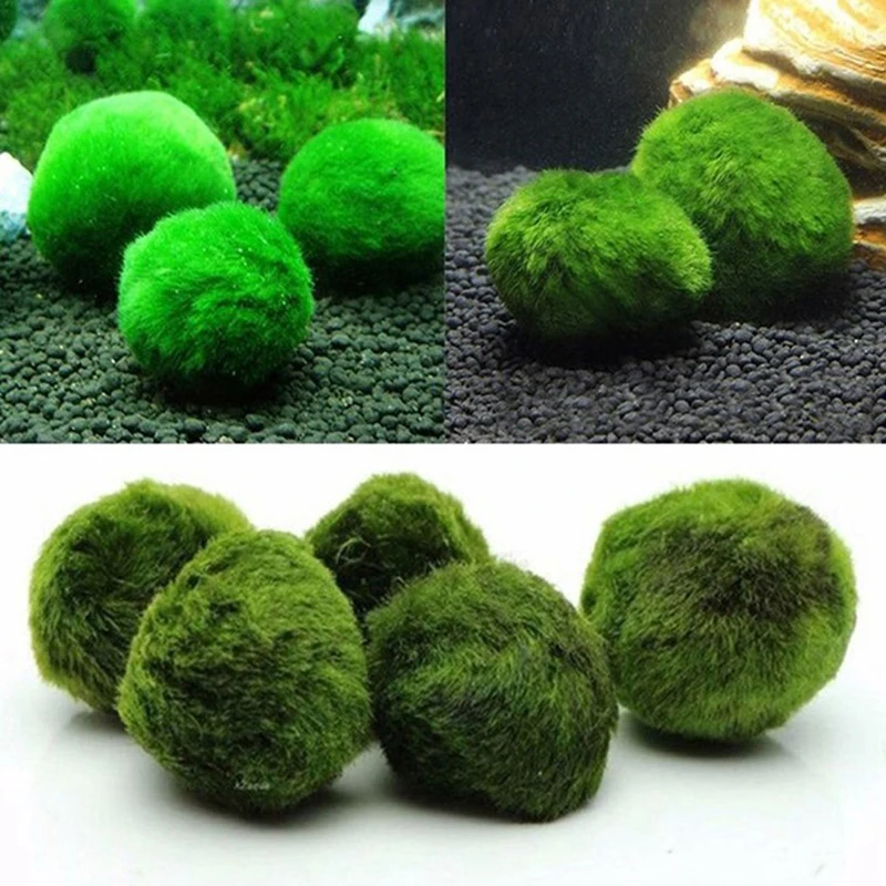 Aquarium Plant Echinodorus - 1 قطعة كرات طحالب طبيعية 3-4