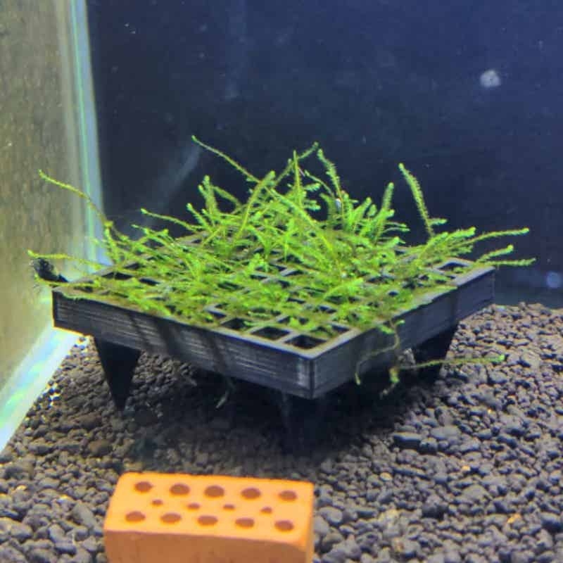 Aquarium Plant Echinodorus - حامل سلة نمو الطحالب الحية لحوض