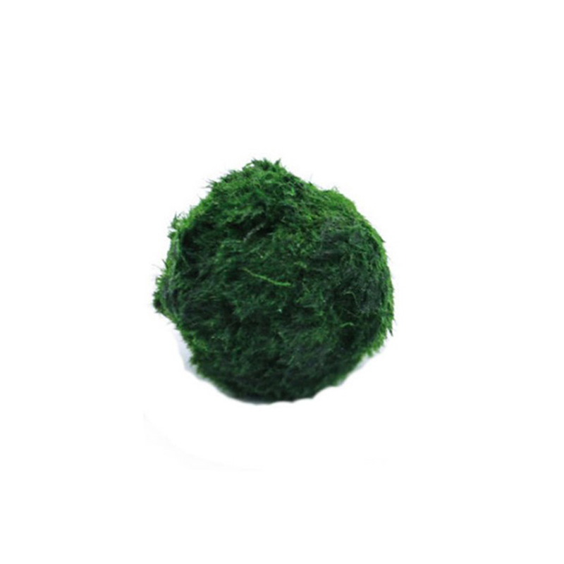 Aquarium Plant Echinodorus - ماريمو كرات الطحلب حوض السمك نبات