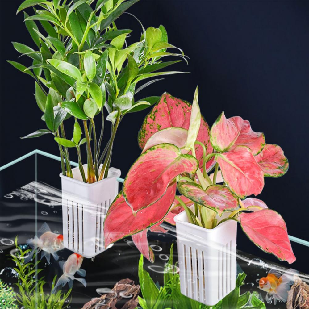 وعاء نباتات مائية معلق على الح - مراجعة Aquarium Planted Wall وسعره