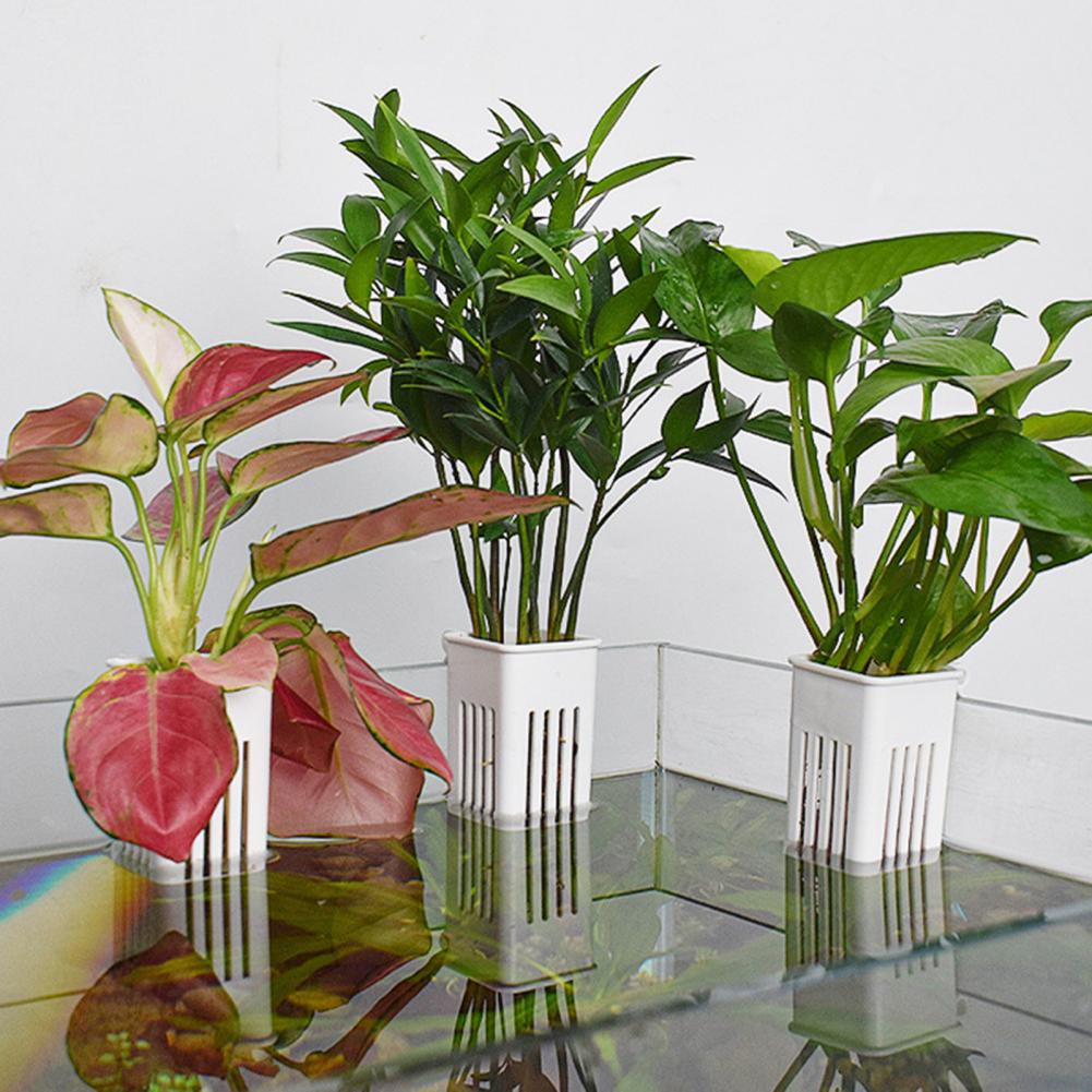 وعاء نباتات مائية معلق على الح - مراجعة Aquarium Planted Wall وسعره