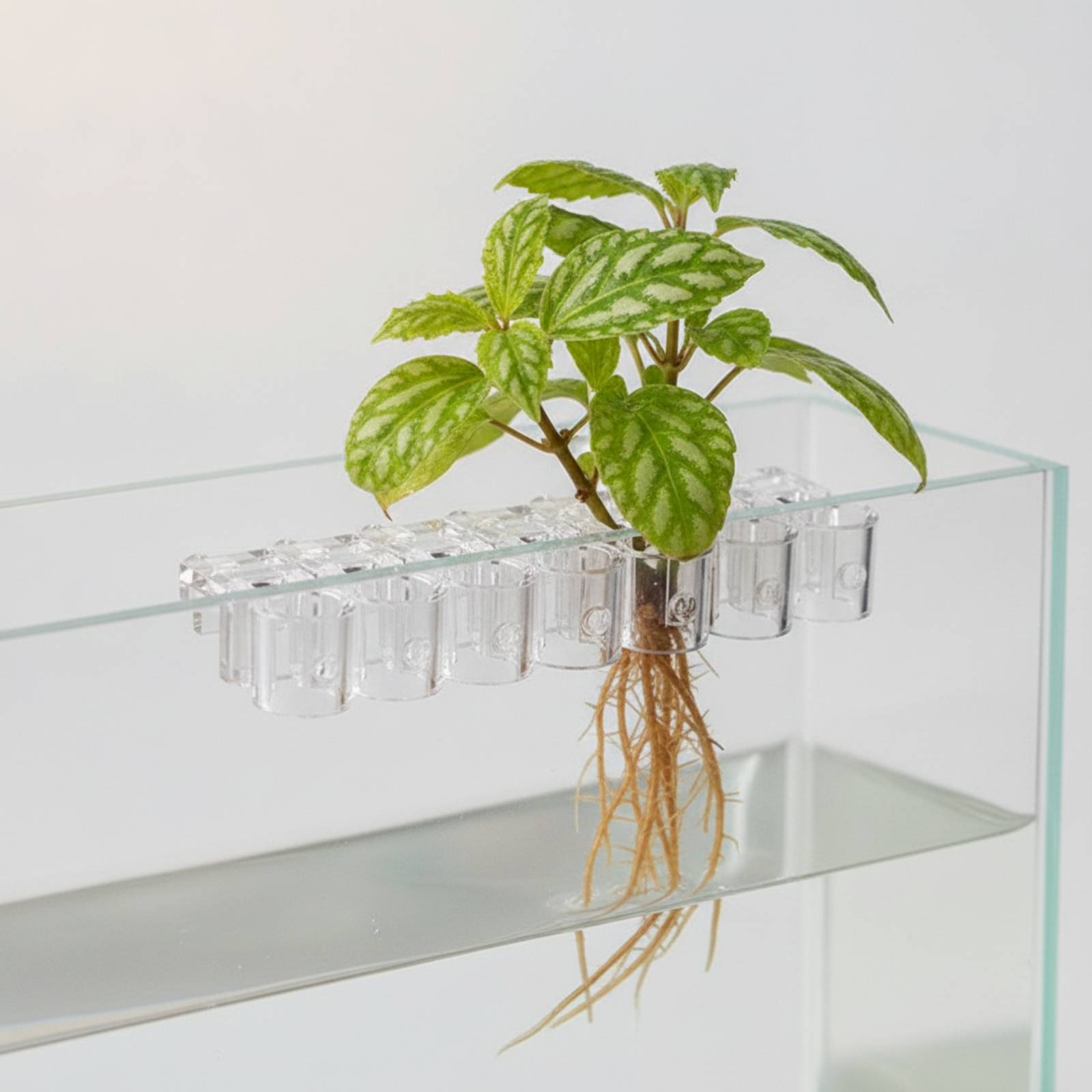6 قطع مشبك دعم شفاف للزراعة ال - مراجعة Aquarium Planted Plants وسعره