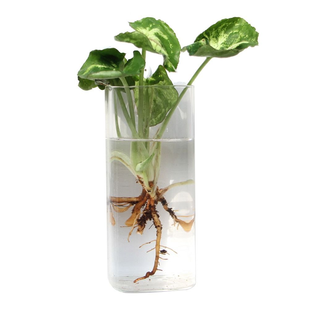 مزهرية معلقة على شكل مخروطي، م - مراجعة Aquarium Planted Wall وسعره