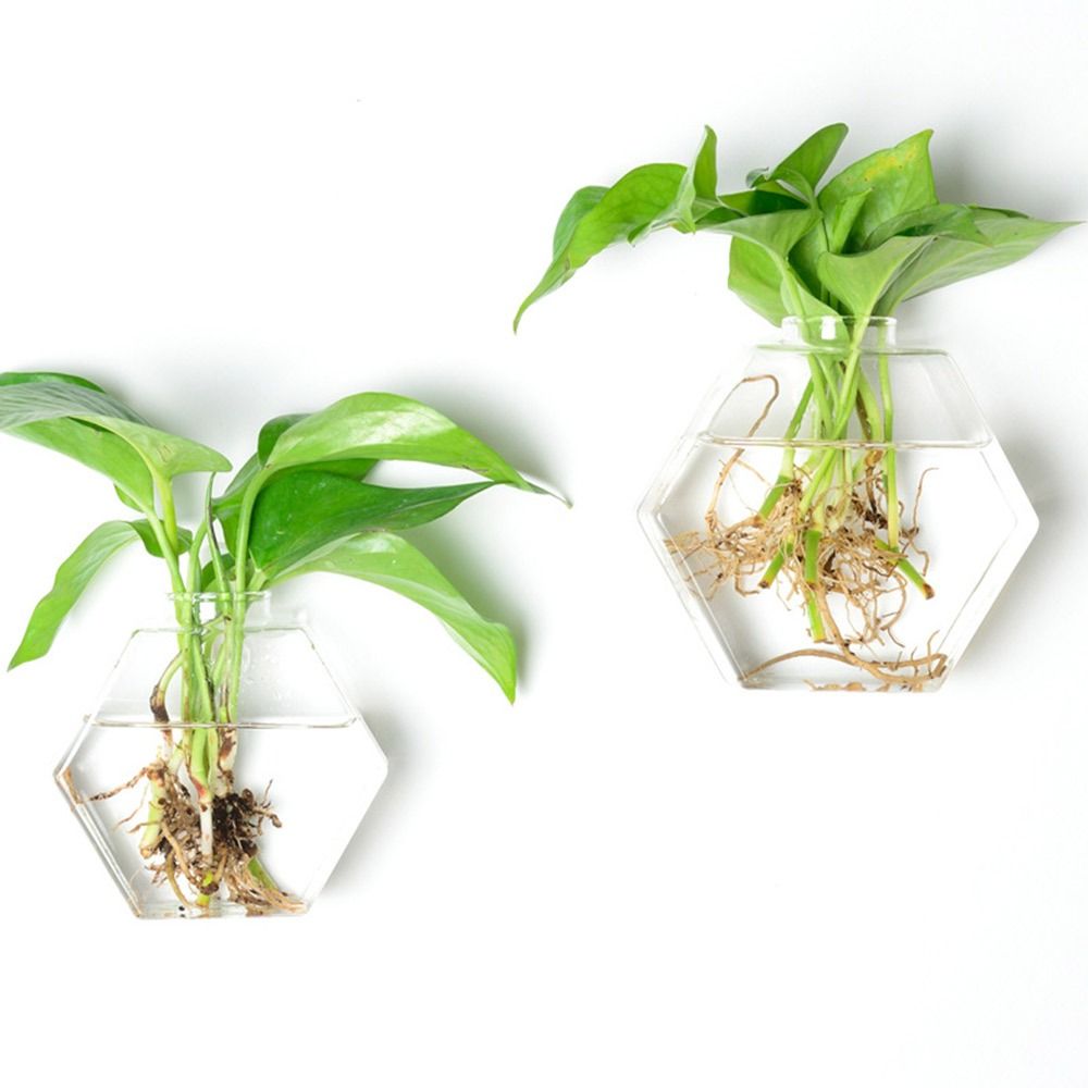مزهرية معلقة على شكل مخروطي، م - مراجعة Aquarium Planted Wall وسعره