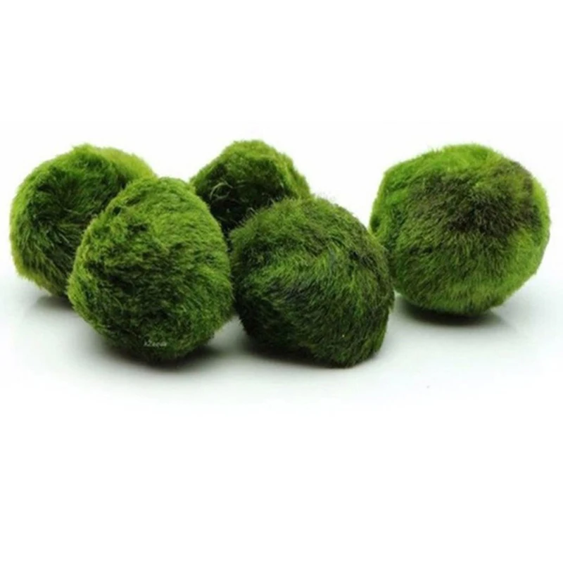 1 قطعة كرات طحالب طبيعية 3-4 س - مراجعة Aquarium Plant Echinodorus وسعره
