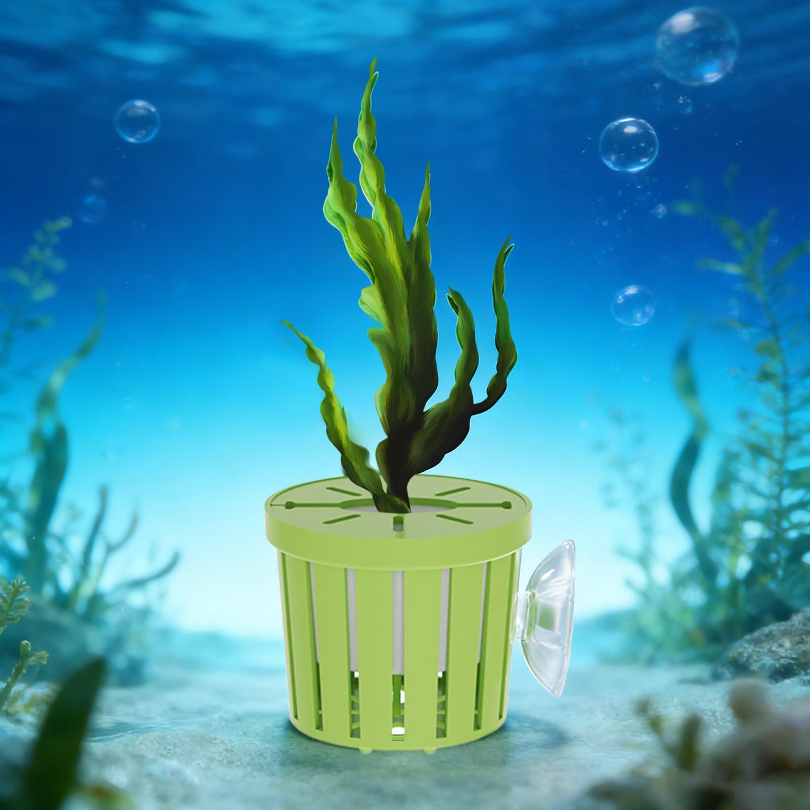 مجموعة من 4 قطع سلال نباتات ما - مراجعة Aquarium Planted Background وسعره