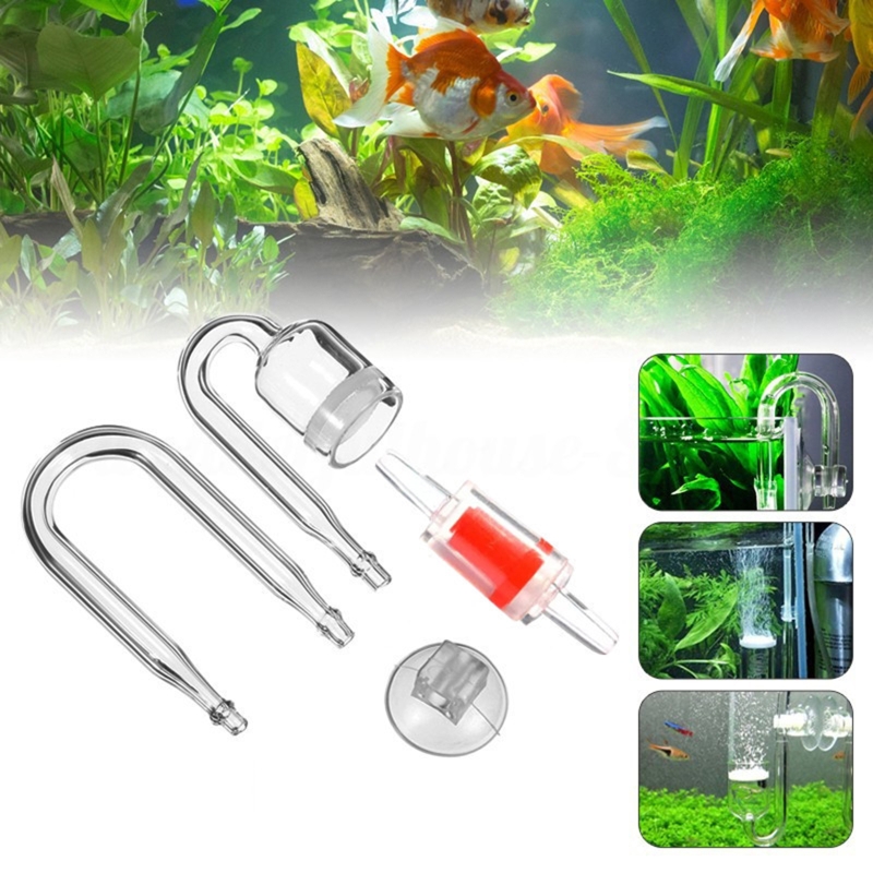 ناشر CO2 لحوض السمك ، خزان زجا - مراجعة Aquarium Plant Echinodorus وسعره
