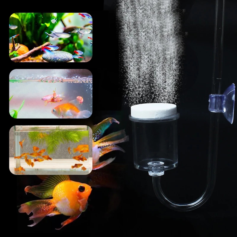ناشر CO2 لحوض السمك ، خزان زجا - مراجعة Aquarium Plant Echinodorus وسعره