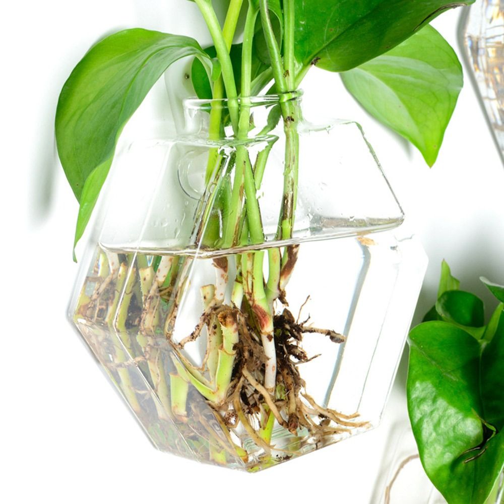 مزهرية معلقة على شكل مخروطي، ن - مراجعة Aquarium Planted Wall وسعره
