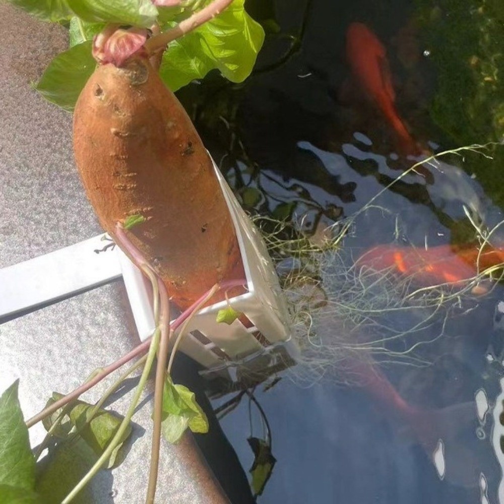 سلة نباتات مائية معلقة على الح - مراجعة Aquarium Planted Wall وسعره