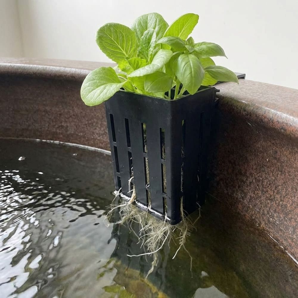 سلة نباتات مائية معلقة على الح - مراجعة Aquarium Planted Wall وسعره