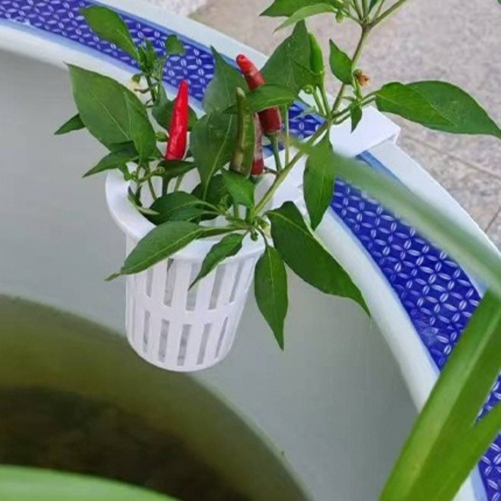 سلة نباتات مائية معلقة على الح - مراجعة Aquarium Planted Wall وسعره