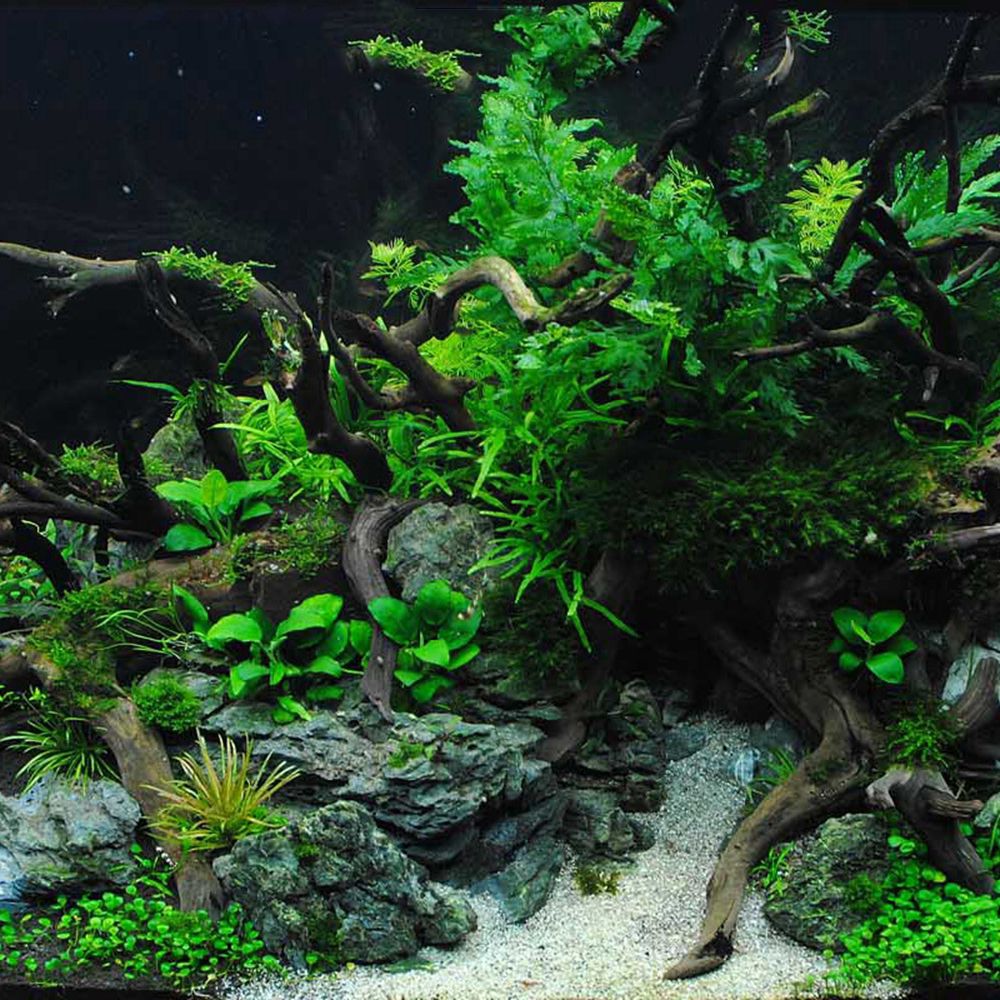 خشب N1N طبيعي لتزيين خلفية حوض - مراجعة Aquarium Planted Background وسعره
