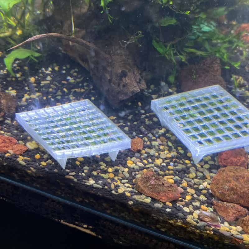 حامل سلة نمو الطحالب الحية لحو - مراجعة Aquarium Plant Echinodorus وسعره