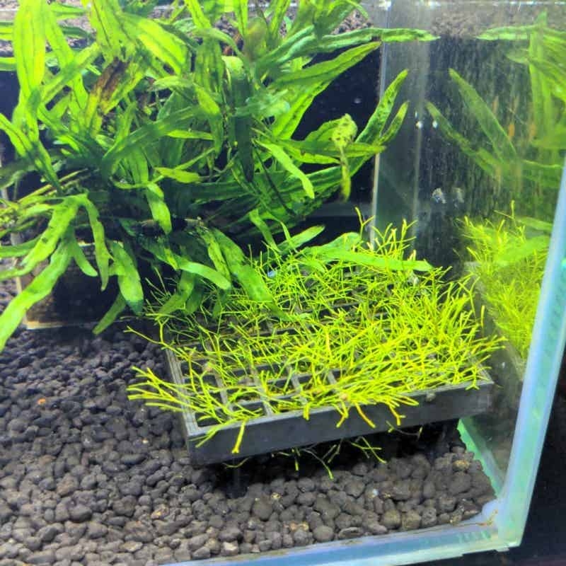حامل سلة نمو الطحالب الحية لحو - مراجعة Aquarium Plant Echinodorus وسعره