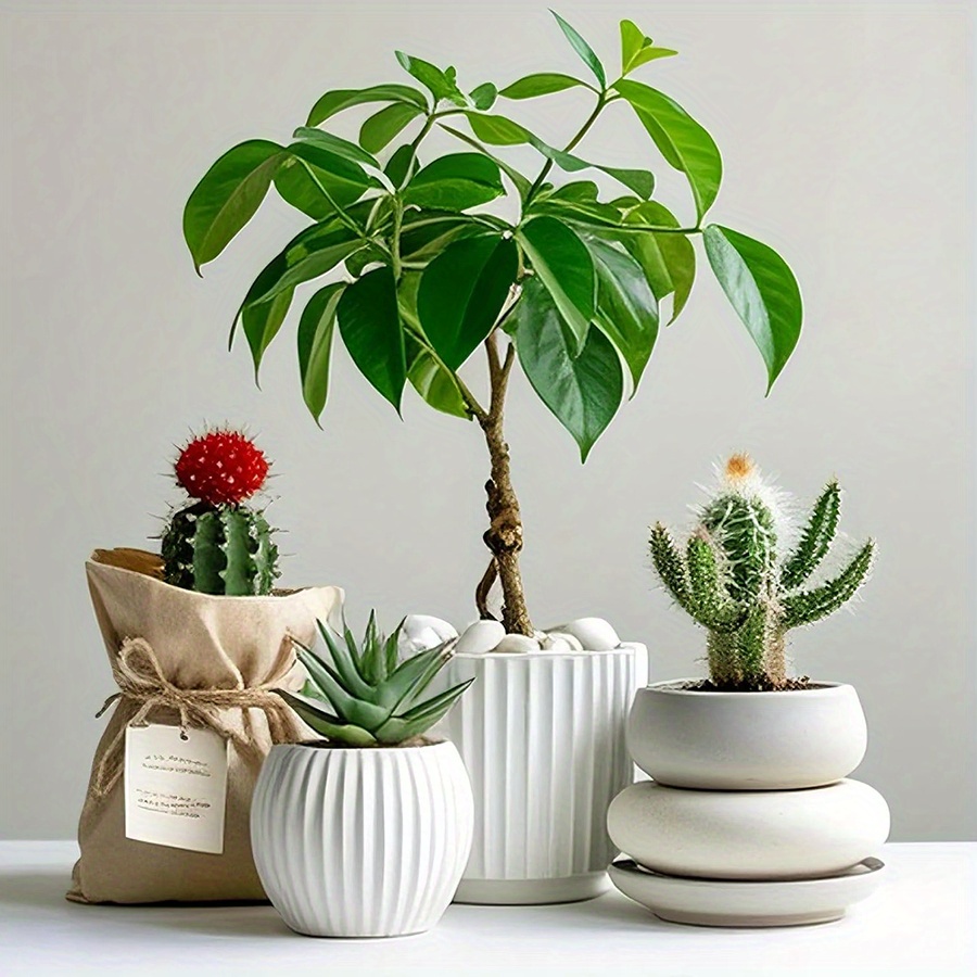 200/400 جرام الأبيض عالية مصقو - مراجعة Aquarium Plant Display وسعره