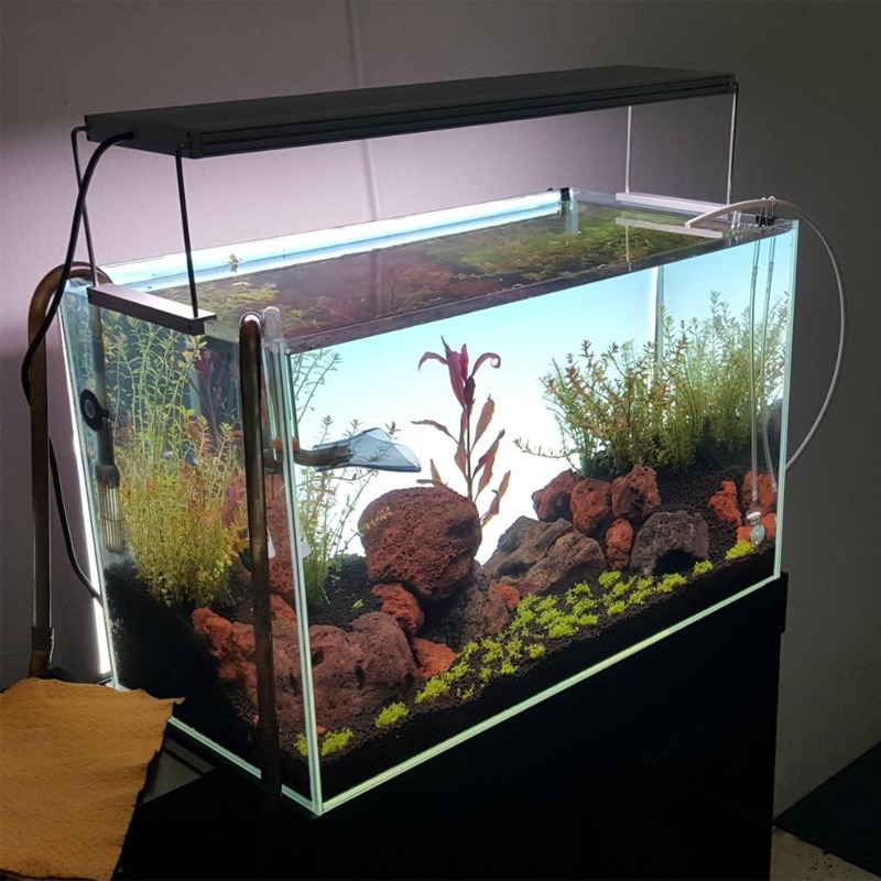 مصباح LED للأحواض السمكية الأك - مراجعة Planted Aquarium Best Fish وسعره