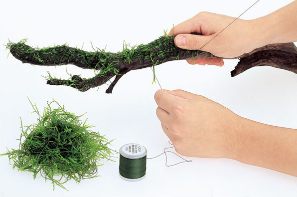 خيوط زينة قابلة للتحلل لأحواض  - مراجعة Aquarium Plant Echinodorus وسعره