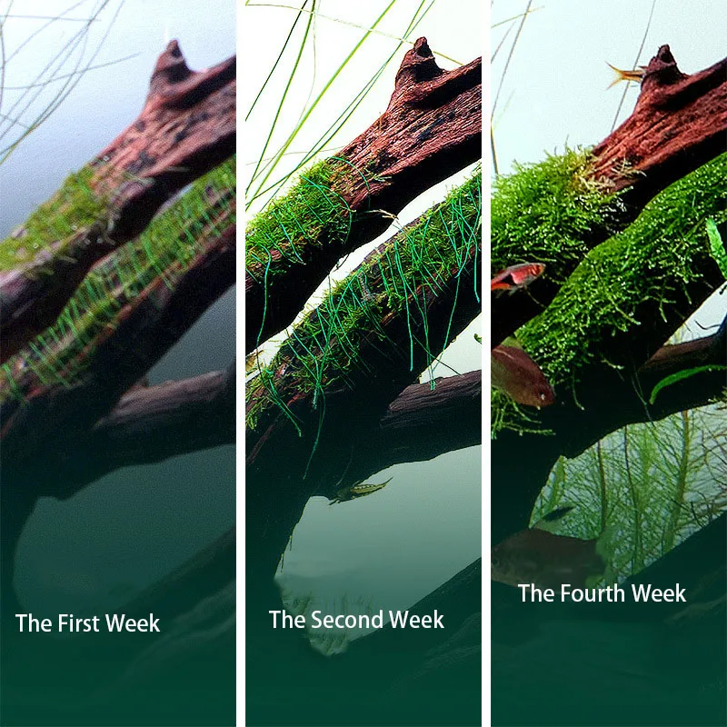 خيوط زينة قابلة للتحلل لأحواض  - مراجعة Aquarium Plant Echinodorus وسعره