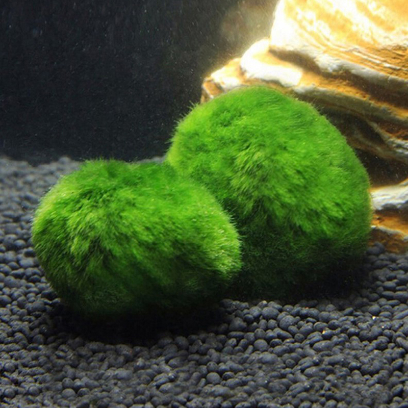 ماريمو كرات الطحلب حوض السمك ن - مراجعة Aquarium Plant Echinodorus وسعره