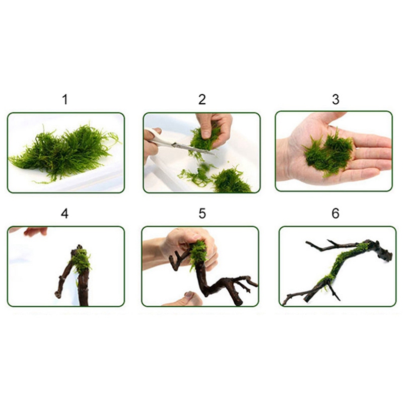120 متر لتقوم بها بنفسك خط الط - مراجعة Aquarium Plant Echinodorus وسعره