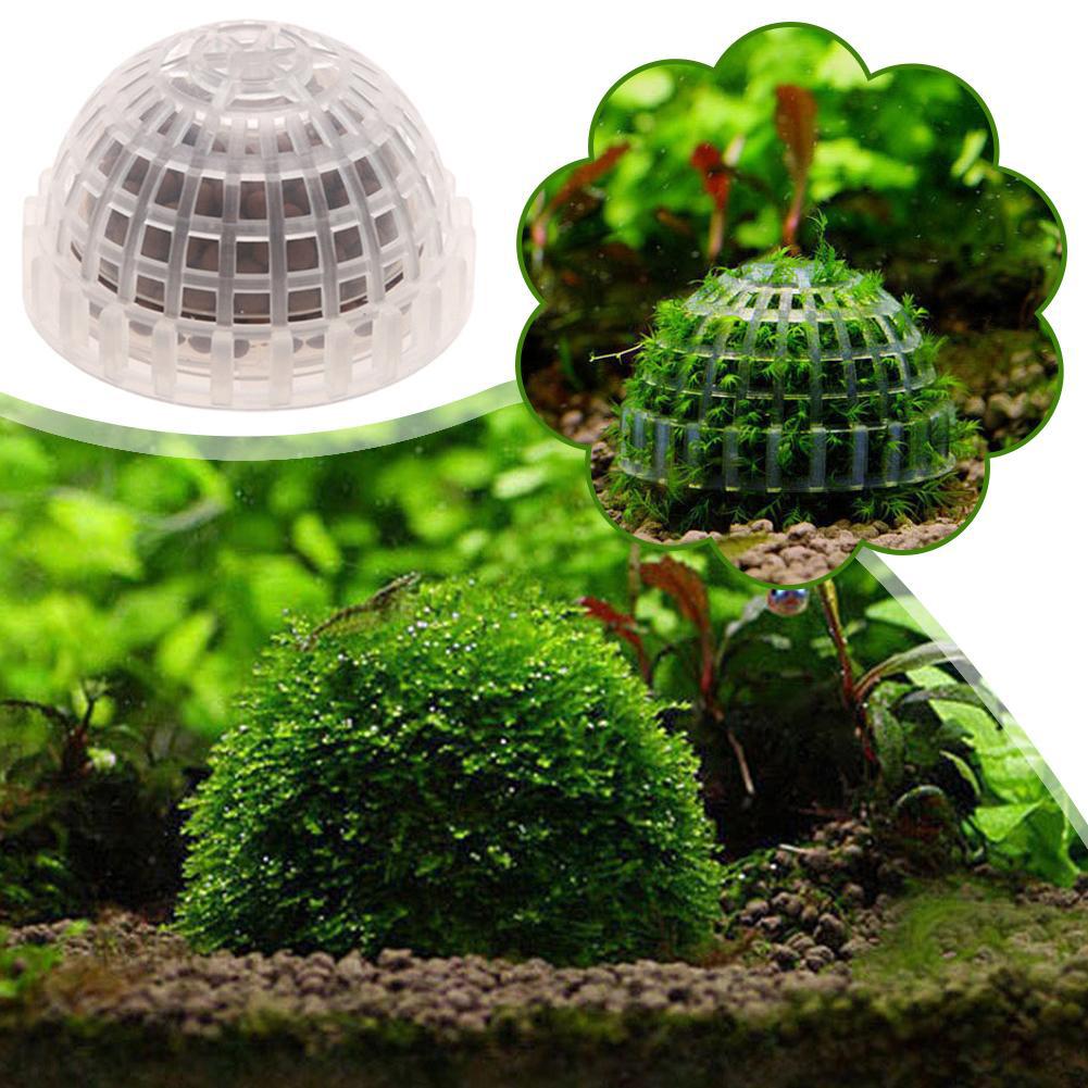 1 قطعة مستلزمات الحيوانات الأل - مراجعة Aquarium Plant Echinodorus وسعره