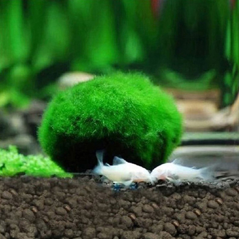 كرات طحالب ماريمو حية 3-4 سم،  - مراجعة Aquarium Plant Echinodorus وسعره