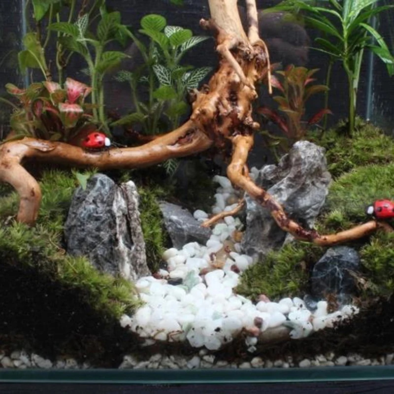جذع شجرة طبيعية Driftwood خزان - مراجعة Planted Aquarium Making وسعره