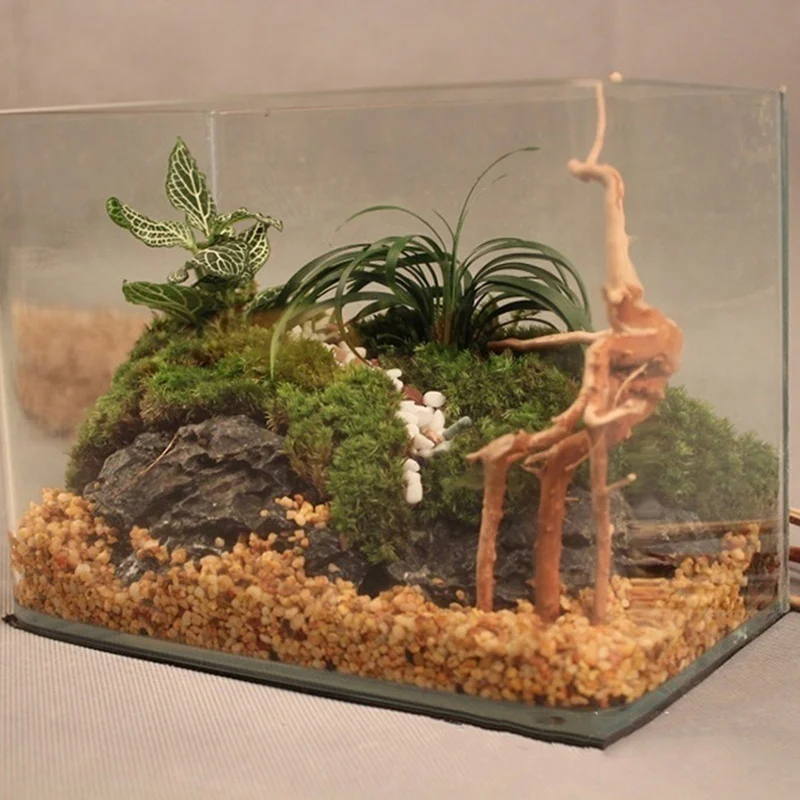جذع شجرة طبيعية Driftwood خزان - مراجعة Planted Aquarium Making وسعره