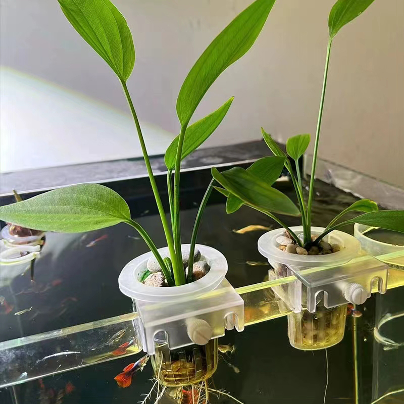 شنقا دعم الزراعة المائية لخزان - مراجعة Aquarium Planted Wall وسعره