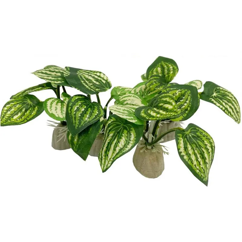 صغيرة تحت الماء العشب حوض للأس - مراجعة Aquarium Planted Background وسعره