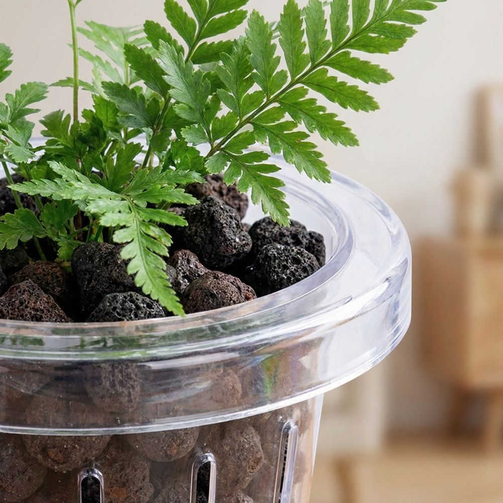 كأس شفاف لزراعة النباتات في حو - مراجعة Aquarium Planted Wall وسعره