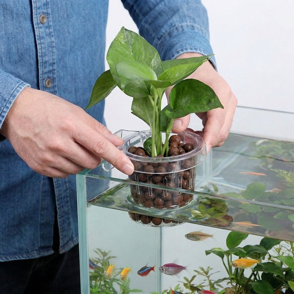 كأس شفاف لزراعة النباتات في حو - مراجعة Aquarium Planted Wall وسعره